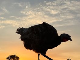 Sunset turkey