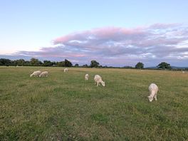 Views across the fields