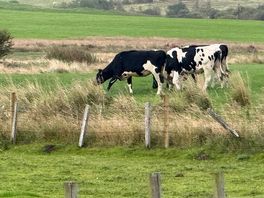 Cows were there too
