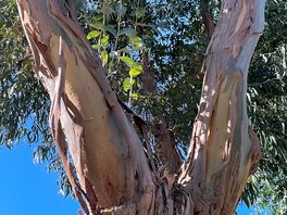 Unusual tree with bark peeling off