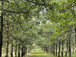 Orchard