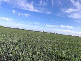 Local walk around the farmers field