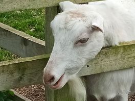 Billy the goat.