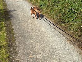 Great for dog walking