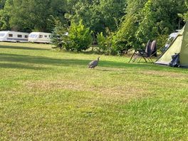Camp