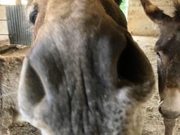 Curious donkey