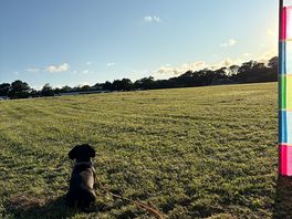Our pup taking it all in