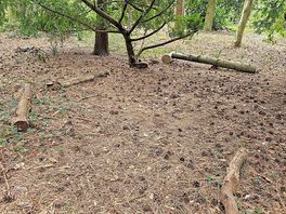 Loas of pine cones and bits of wood for fires