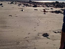 Beautiful run on the beach for dog