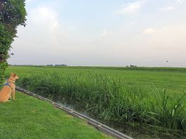 The fields across the dyke had calves and chickens - our dog loved looking at them.