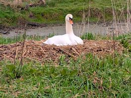 Swan on nest