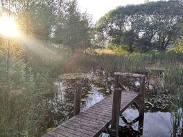 The pond