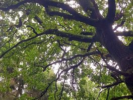 Oak