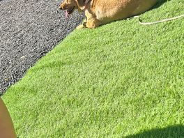 Sash enjoying the sunshine