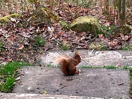 Red squirrels abound!