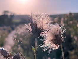 Backlit fluffies. taken by sam agnew photography