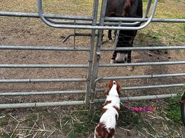 Lily meets donkey