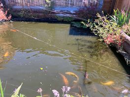 Pond