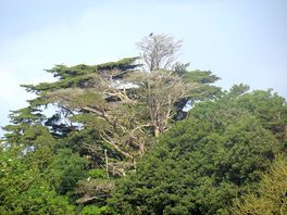 Favourite tree