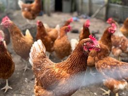 All the chickens