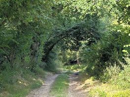 Lovely walk down to the trainline
