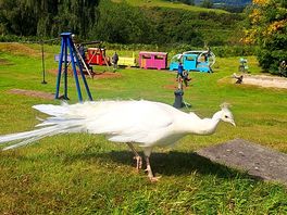 Peacock