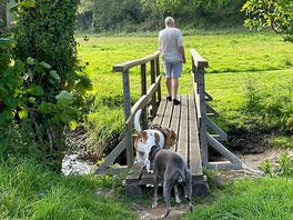 Dog walking fields with flowing stream. the whippet was not too sure of the bridge!