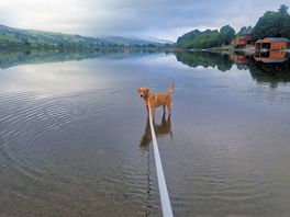 Winston testing the water 🐾