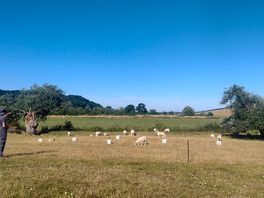 Watching the sheep