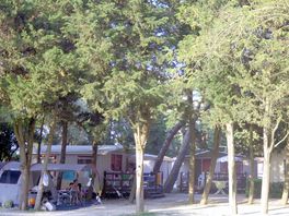Lots of trees for shade on the pitches