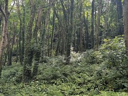 Local forest