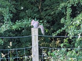 Squirrel 🐿️😆 with my peanuts 🥜