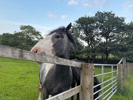 Lovely horses in the neighbouring field