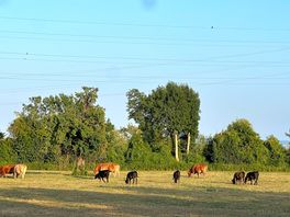 The neighbours