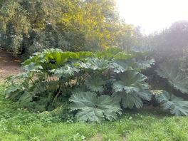 Ponds with the gunnera