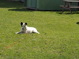 A happy dog, back home she's tired but will have some great dreams