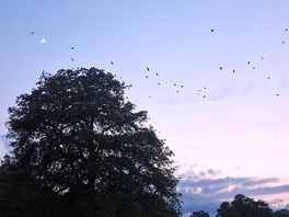The crows coming home to roost was a welcome eventing event