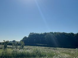 Sunny skies.