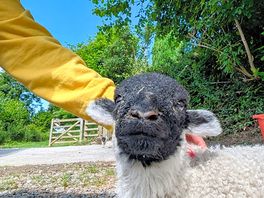 🐑