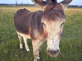 The friendly donkey that came to say hello!