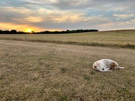 The sunset