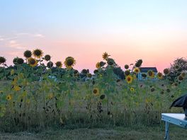Beautiful sunset with sunflowers