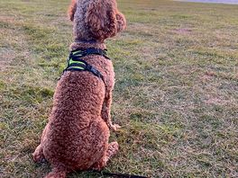 Even the dog is impressed with the views 😁