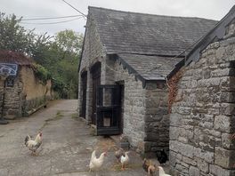 Chickens