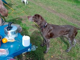 Nix the owners dog very friendly