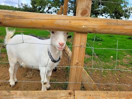 Goats to feed