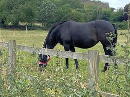 Neighbour in the next field