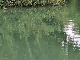 You can see the fish swimming in