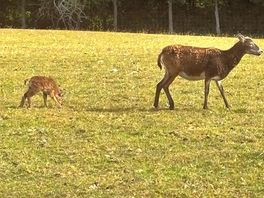 Lots of wildlife and farm animals