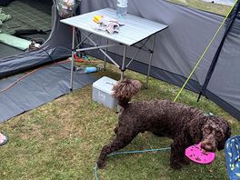 Our dog on his first camping trip